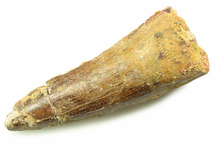 Fossil Spinosaurus Tooth - Real Dinosaur Tooth #357848